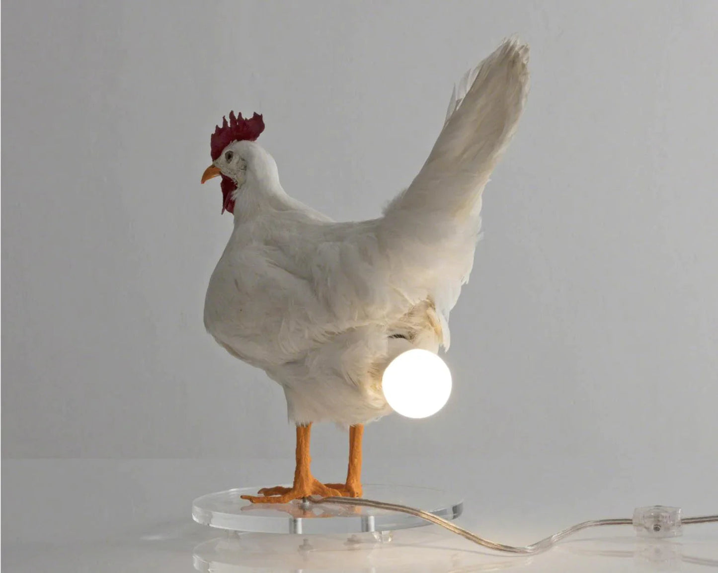 This Taxidermy Chicken Egg Lamp Exists, and We Begrudgingly Love It