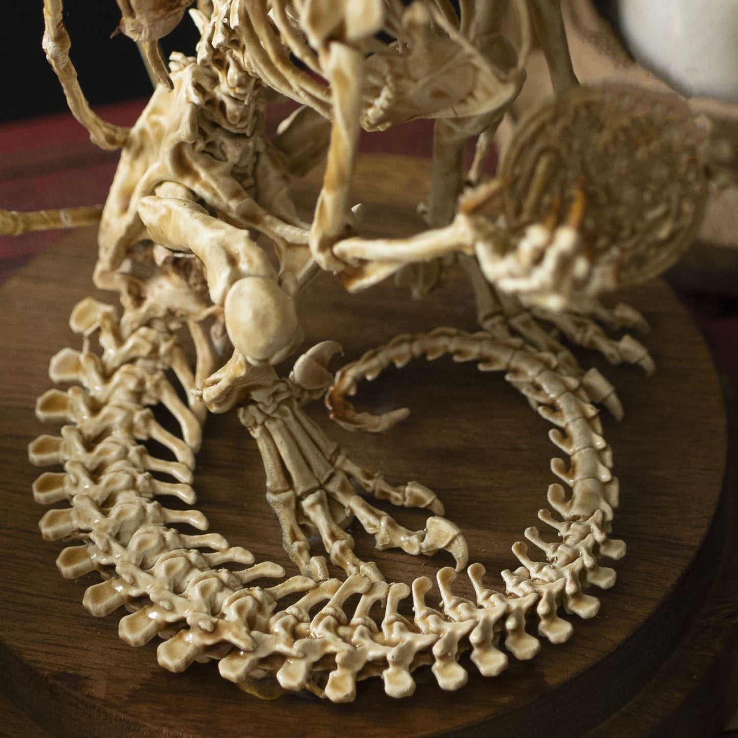 🔥🔥🔥Holiday Day Promotion 40% OFFWENDIGO SKELETON CURIOSITY CABINET